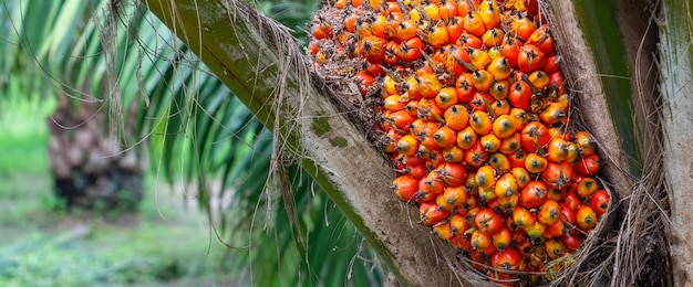 Palm fruit on the tree, tropical plant for bio diesel production