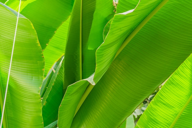 Palm leaf background. Sun rays on the leaves.