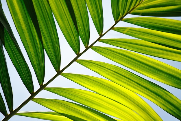 Palm leaf close up on blue sky background