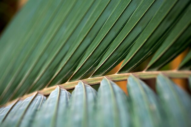 Photo palm leaf close up texture tropical plant leaf in tropic jungle climate high quality photo