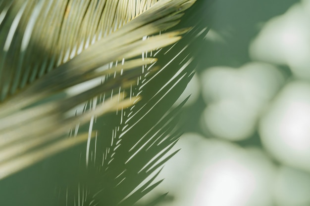 Palm leaf on a green surface with shadow