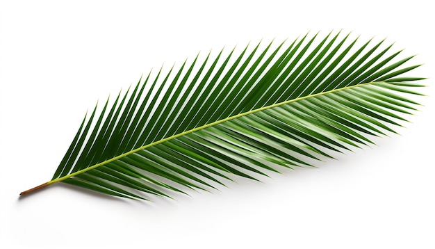 Palm Leaf Isolated on White Background