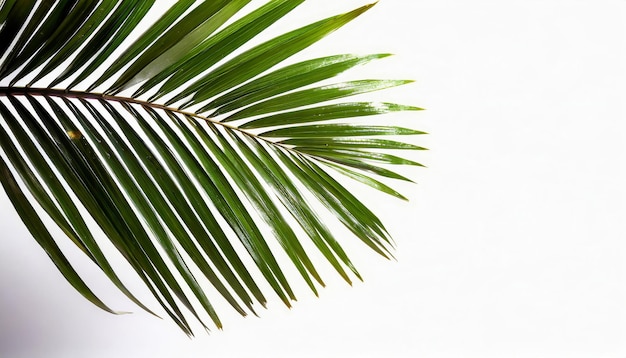 Photo palm leaf isolated on white