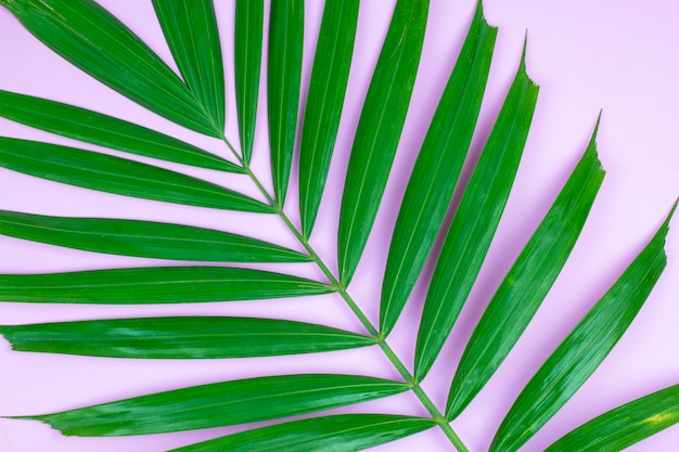 Palm leaf on pink background