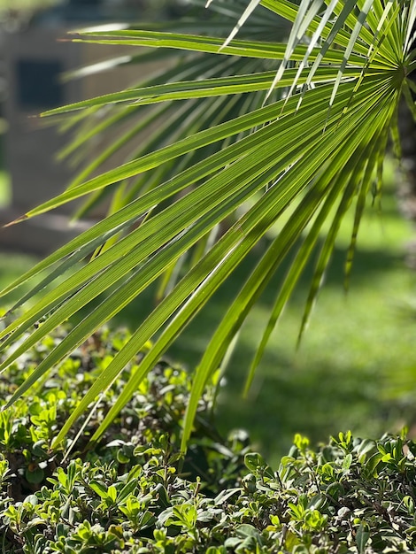 Palm leaf seen closeup in midday light