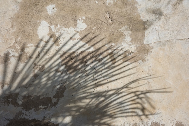 Photo palm leaf shadow on an old wall background