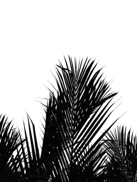 Palm leaf silhouette pattern below and above is white background. coconut leaf silhouette.