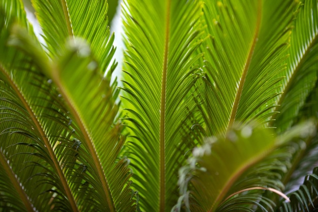 Palm leaf texture palm coconut foliage nature green background tropical trees design