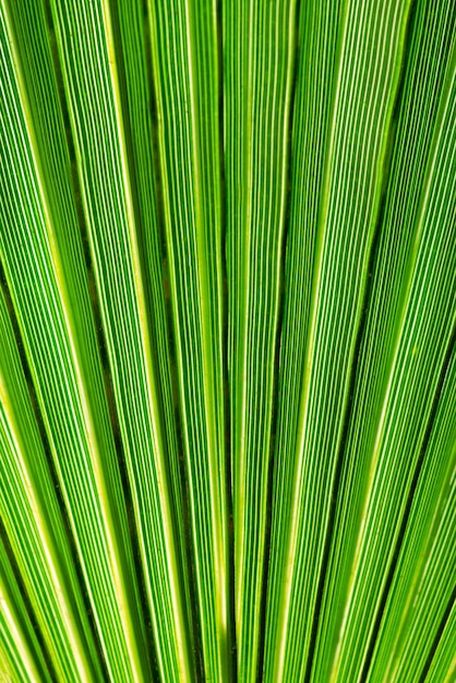 Palm leaf texture