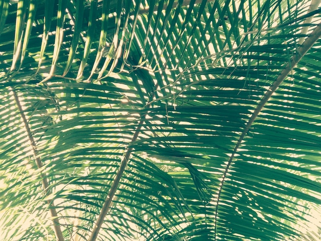 Photo palm leaf with natural light from sun ray