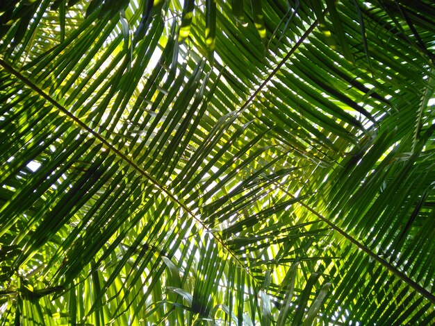 palm leaf with natural light from sun ray 