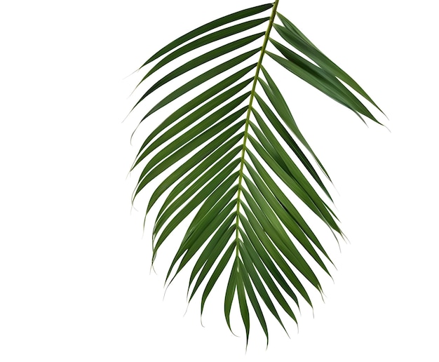 Palm leaf