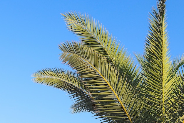 Palm leaves against the blue sky Summer time and vacation concept