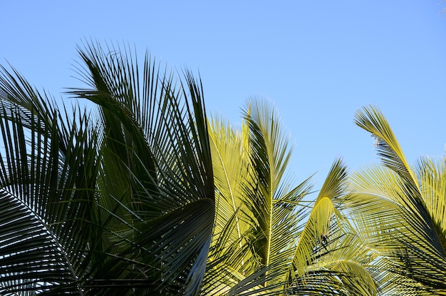 Palm leaves against the blue sky