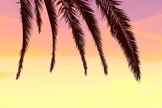 Palm leaves against the sunset sky gradient. Tropical nature background