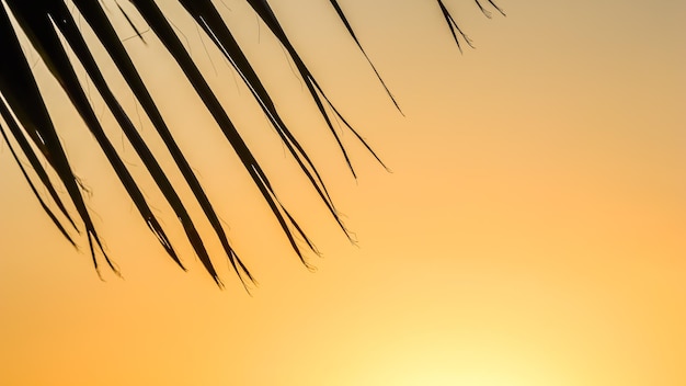 Palm leaves on background of beautiful sunset