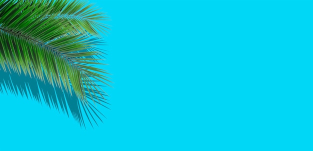 Palm leaves background. Tropical palm leaves on an empty colored background