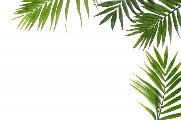 Palm leaves background