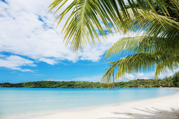 Palm leaves on beach at sea.