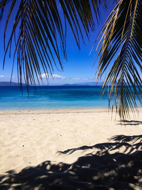 Photo palm leaves at beach