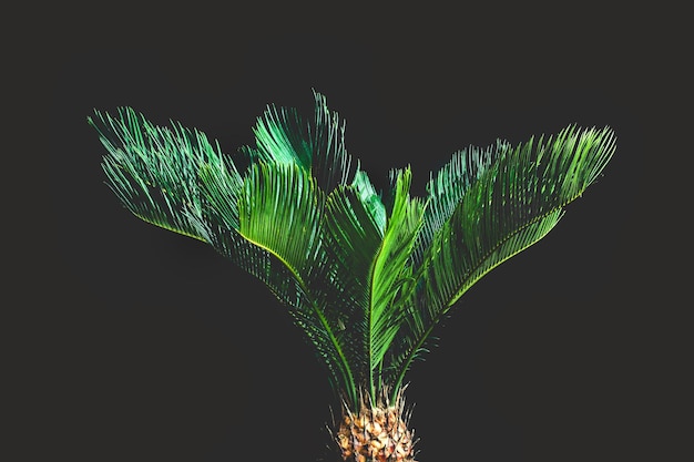 Palm leaves on black background Cycas revoluta