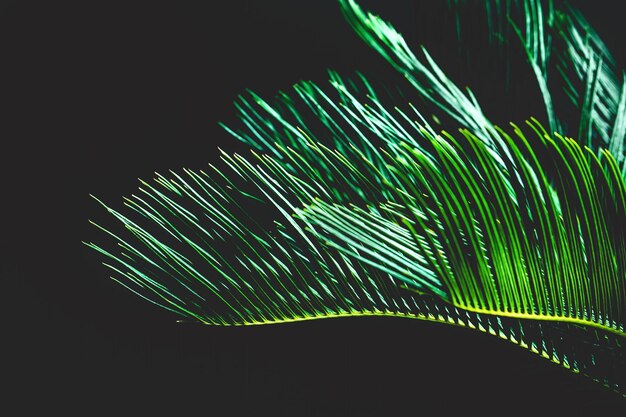 Palm leaves on black background