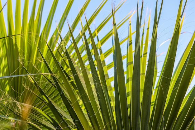 Palm leaves on blue sky background in summertime summer holiday and tropical nature concept