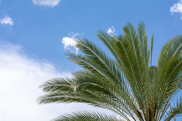 Palm leaves on blue sky background