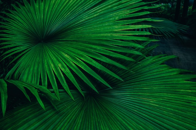 Palm leaves dark green background