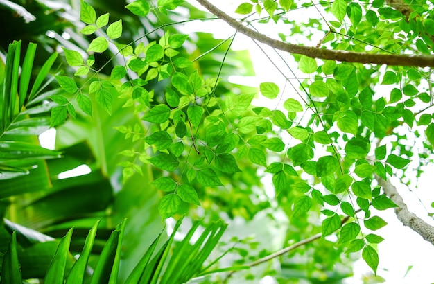 Palm leaves exotic plants in the jungle Natural green background