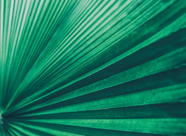 Palm leaves green background