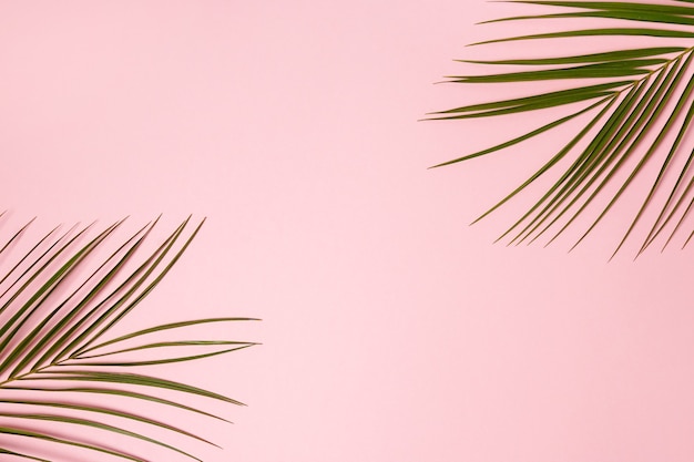 Palm leaves isolated on pink surface with copy space.