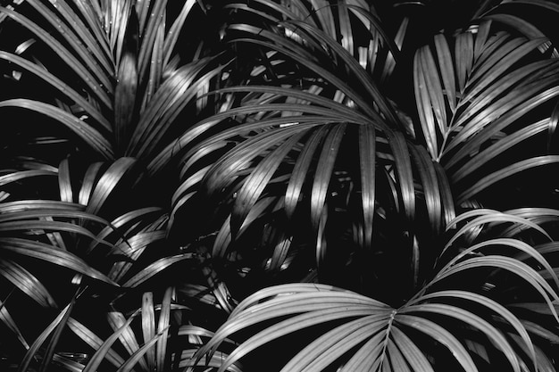 Palm leaves patterns in rainforest - monochrome , light and shadow