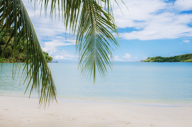 Palm leaves at sea.