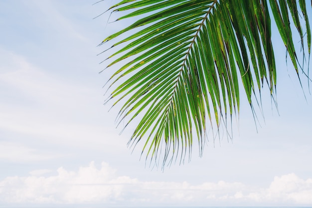 Palm leaves at sky.