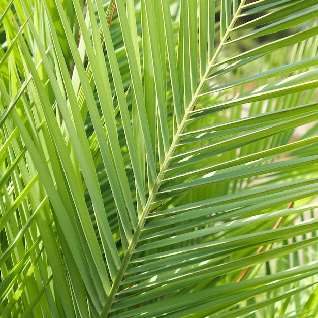 Palm leaves in summertime