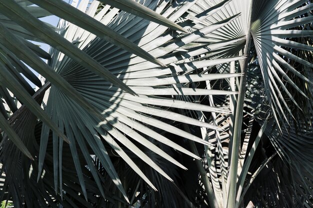 Photo palm leaves during sunny day