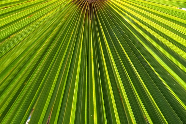 Palm leaves texture with shadow and light Tropical beautiful background Summer beach tourism