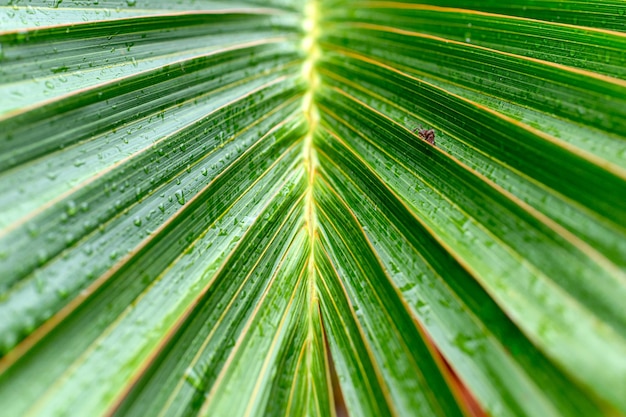 Palm leaves with striped a natural green background