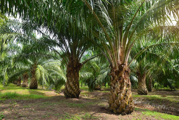 Palm oil plantation growing up.