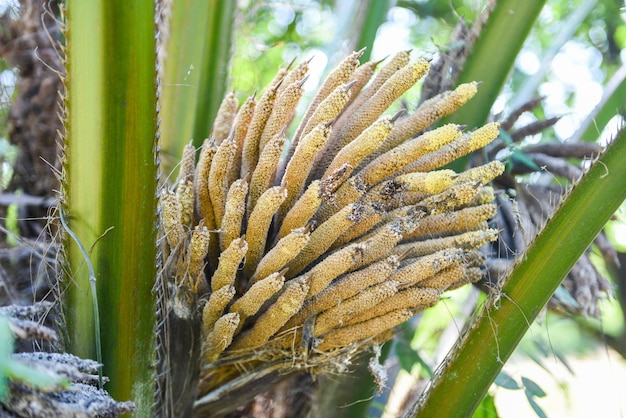 Palm plantation, Palm oil flower on the crops in green, tropical tree plant palm fruit tree fields nature agricultural farm