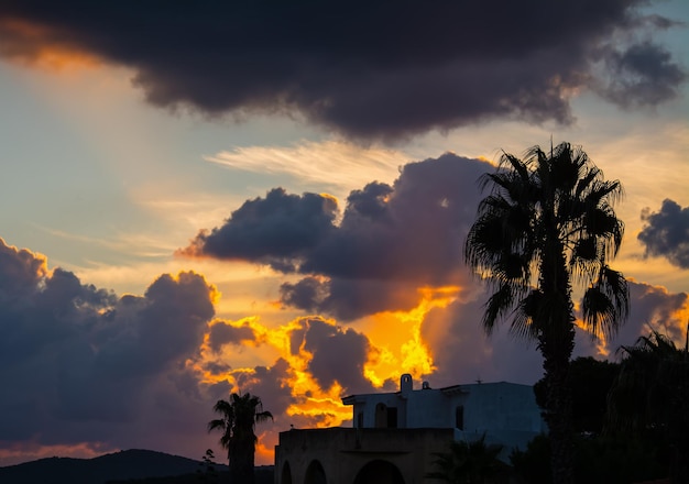 Palm silhouette under a cloudy sky at sunset in Sardinia Italy