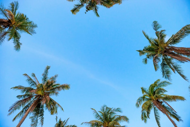 Palm top trees on blue sky