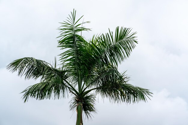 Palm tree against cloudy sky