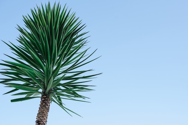 palm tree against the sky texture with palm leaves