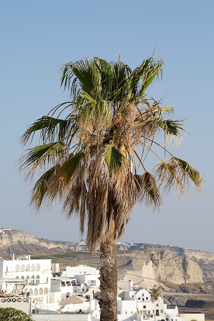 Palm tree on the background Fira town in Santorini island Greece