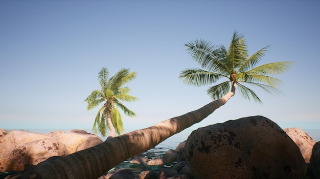 A palm tree on the beach