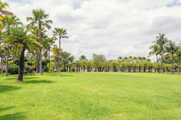 Palm tree in Beautiful park scene in park with green grass field