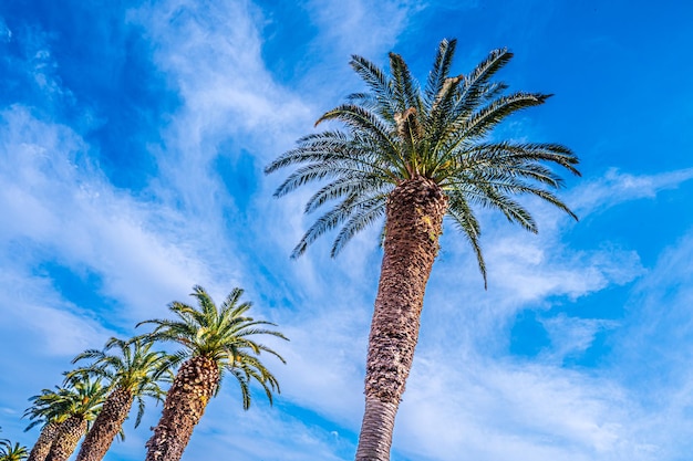 Palm tree and beautiful sky