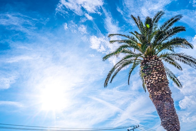 Palm tree and beautiful sky